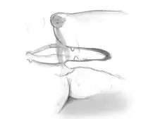 [pink-noise (Mizuiro Megane)] Holy&Beast ~Seijo to Ookami~ (Queen's Blade)