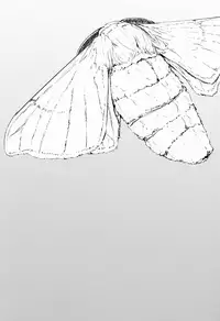 (C86) [Sakekan Memorial (SOLOPIPB)] Shiragasane | Layers of White 2 [English]