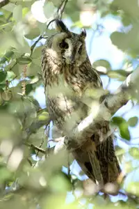 (C74) [Mekongdelta & Deltaforce (Route39, Zenki)] Extra "C" "KimiKiss" SP Onii-chan Meko Chyu-side (KimiKiss) [Chinese] [虎斑木菟漢化]