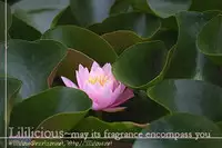 (C53) [Myao (Morinaga Milk)] L'oiseau Blew Aoi Tori (Revolutionary Girl Utena) [English] [Lililicious]