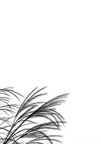 (C91) [Noraneko-no-Tama (Yukino Minato)] Hikari no Kimi no Saganaki Keikaku <Nokiba no Ogi> | Lord Hikaru's Cunning Plan <Nokiba no Ogi> [English] [ATF]