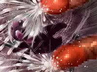 [Fukinshin (Fukin)] JS Rape - Toushindai Ryoujokutan