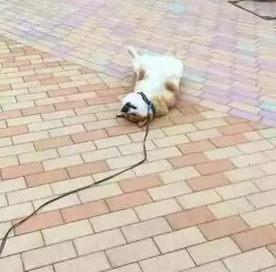 [Calm White (Mashiro Shirako)] Confusion! (Sekaiju no Meikyuu) [Chinese] [懒狗个人汉化] [Digital]