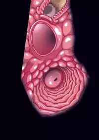 [Studio Mizuyokan (Higashitotsuka Raisuta)] SECOND VIRGIN DL (Go! Princess PreCure)