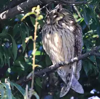 [Shiina] Noraneko Shoujo to no Kurashikata Ch. 8 (COMIC Ananga Ranga Vol. 20) [Chinese] [虎斑木菟漢化] [Digital]